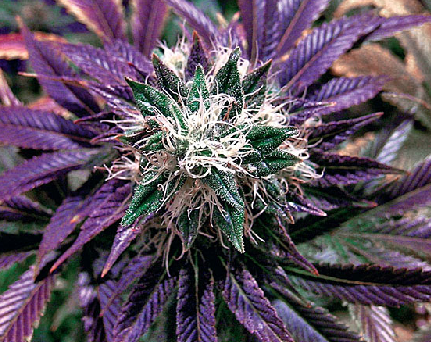 You are currently viewing 5 WAYS TO TELL IF YOU HAVE TRUE PURPLE CANNABIS