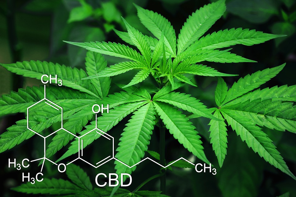 You are currently viewing CBD and THC – Potency, Testing and Terpenes