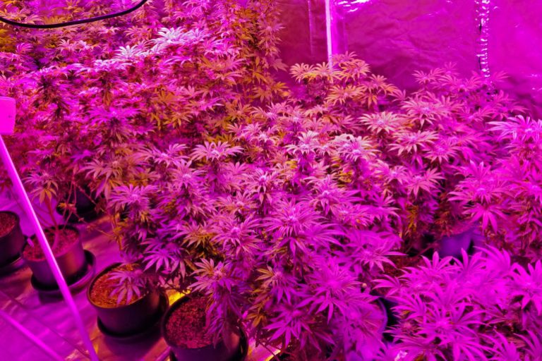 Read more about the article Quick and Easy Indoor Cannabis Growing Tips to Increase Yield and Quality