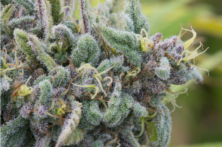You are currently viewing Terpene or Not Terpene: Holding the Keys to the Entourage Effect