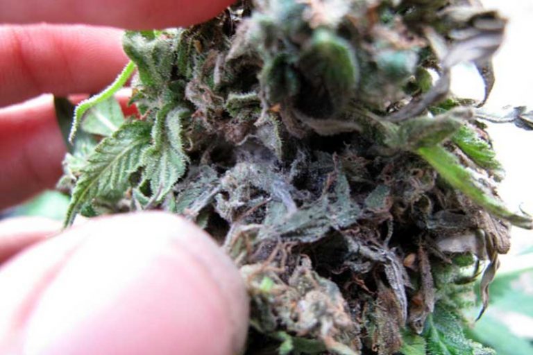Read more about the article Bud Rot in the Bud: Stop Crop Loss Before it Starts