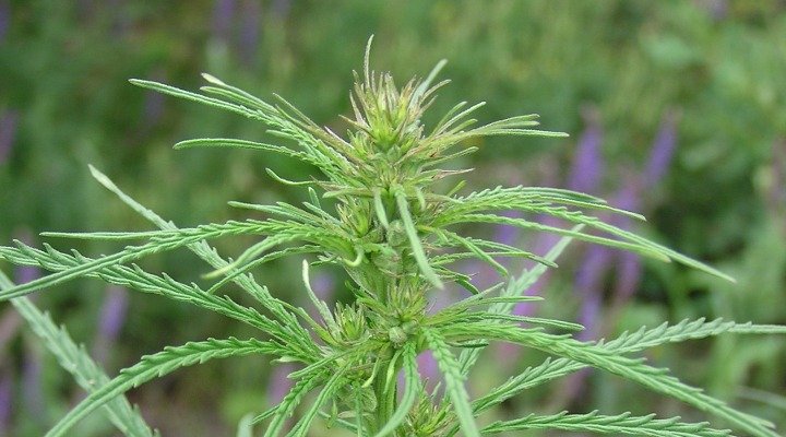 Read more about the article Understanding Cannabis Ruderalis: As Easy as One, Two, Three